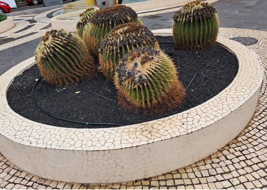 Mächtige Kakteen - auch bekannt als "Schwiegermuttersitz"...