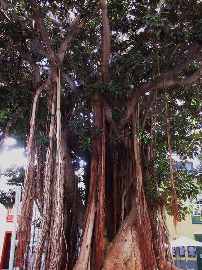 ...und sehenswerte alte Bäume