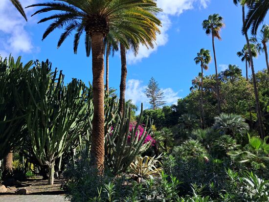 Hohe Palmen überragen die Kakteen