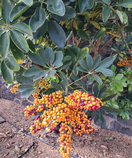 Schöne blühende Pflanze