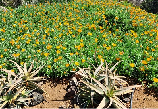So schön blüht es im Februar