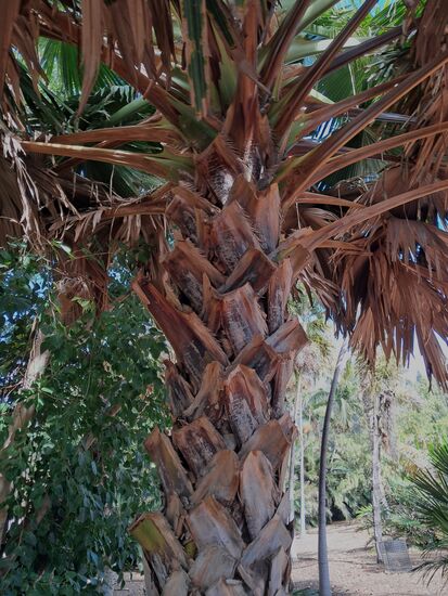 Mal eine etwas andere Palme