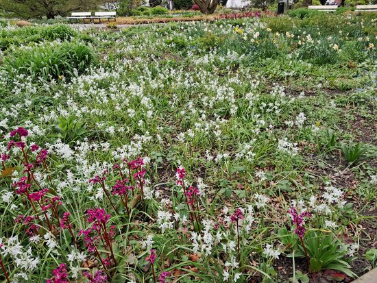 Wunderschöne Blumen