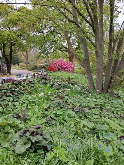 Viel Grün mit einigen Blumen