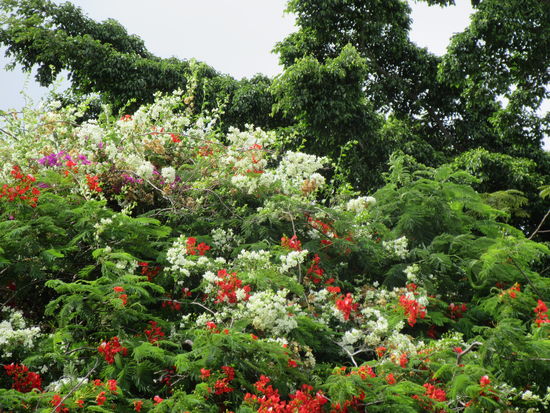 Üppige Blütenpracht