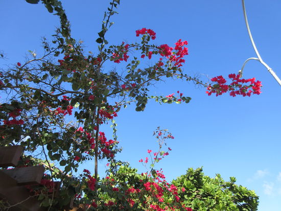 Bougainvillea