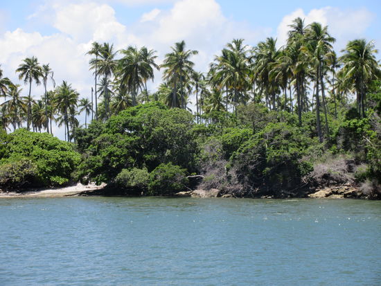 Palmen und Mangroven