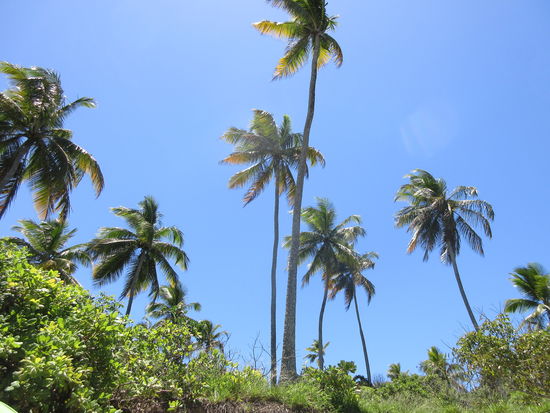 Sie wachsen in den Himmel