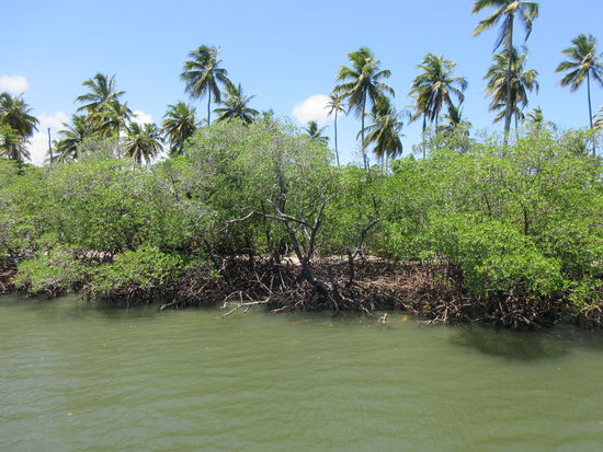 Mangroven