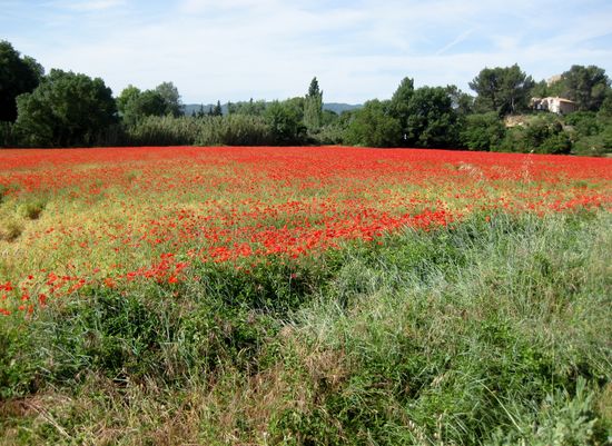 Mohnfeld im Luberon