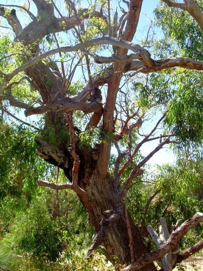 Koala versteckt sich