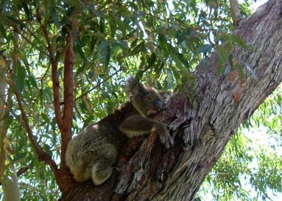 Nur ein Nickerchen...