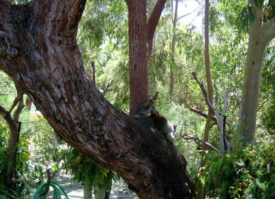 Müde vom Fressen...