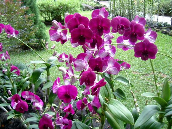 Wunderschöne Orchideen