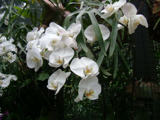 Auch in weiss eine Pracht...