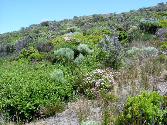 Üppige Vegetation