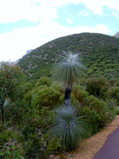 am Bluff Knoll