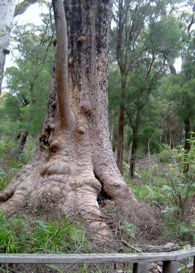 Eine der Riesenbäume