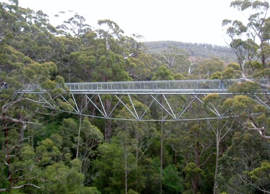 Treetop Walk