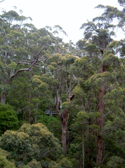 Blick vom Treetop Walk