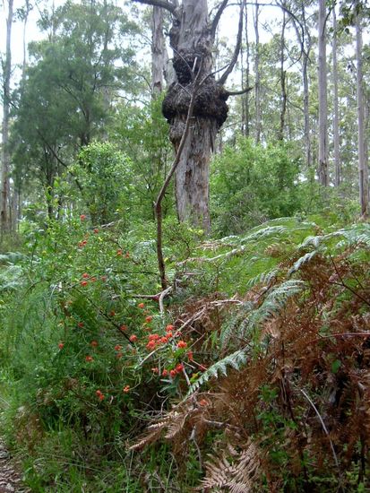 Wie im Märchenwald...