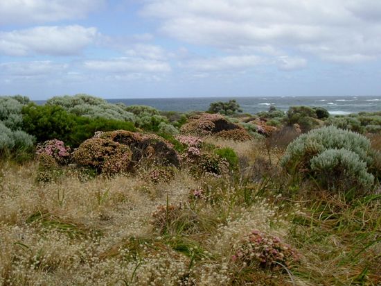 Was für eine Vegetation!