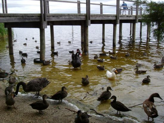 Schwarze Schwäne am Jondaloop Lake