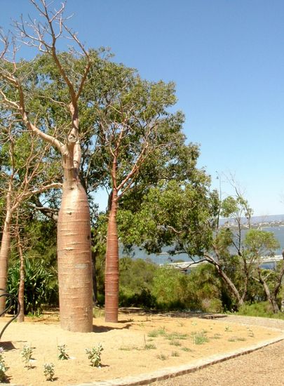 Baobab im Kings Park