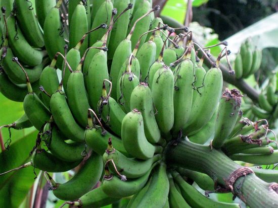 Domaine de Valombreuse