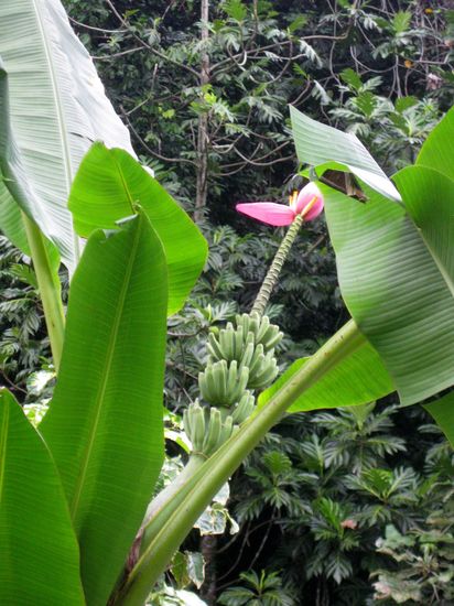 Blüten und Früchte Bananenstaude