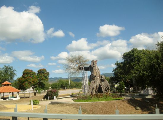 300jähriger Baum "Old Ceita"