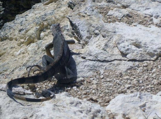 Am Los Morillos Faro