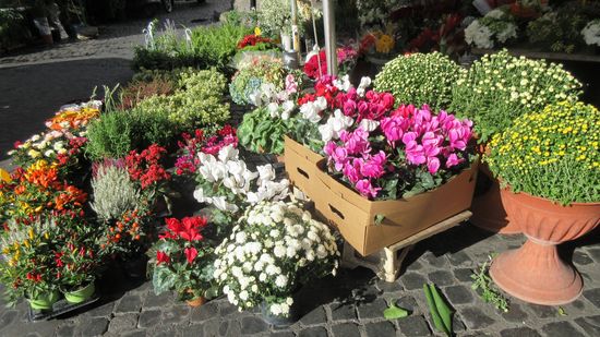Herbstblumen
