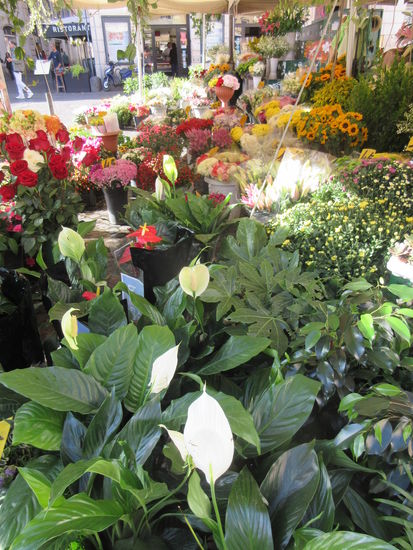 Schöne Auswahl an Blumen