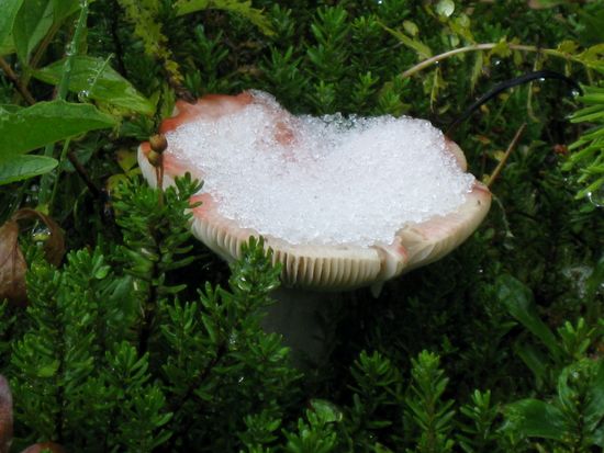 Noch etwas Schnee oder schon etwas Schnee?