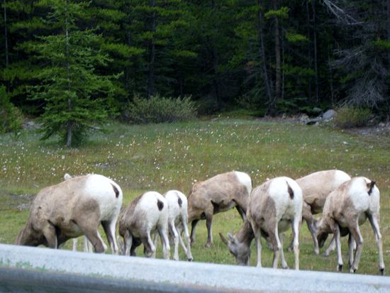 Sie lassen sich nicht stören...