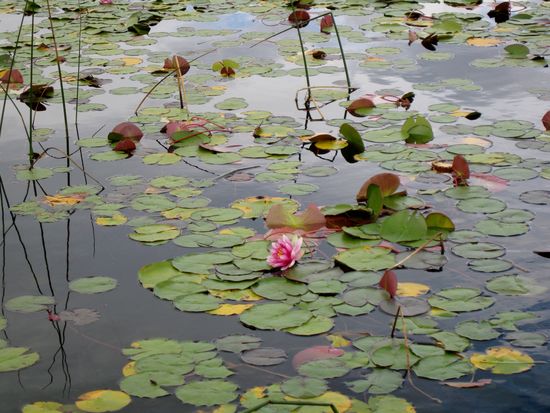 Seerosen am Dutch Lake