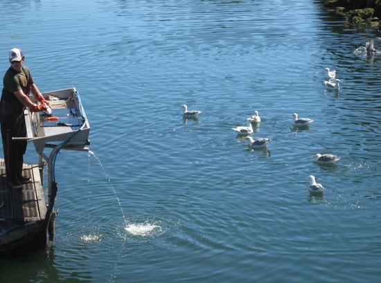 Fischer bei der Arbeit