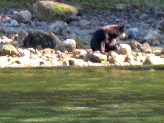 Bear Watching