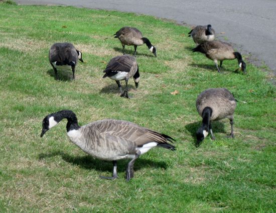 Kanada-Gänse