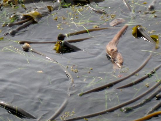 Seegurken am Ogden Point