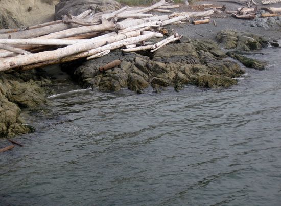 Treibholz am Ogden Point