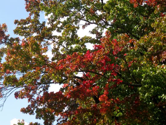 Ein bisschen Indian Summer...