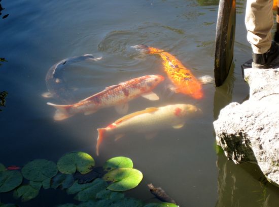 ...und die Fische folgen dem Klang