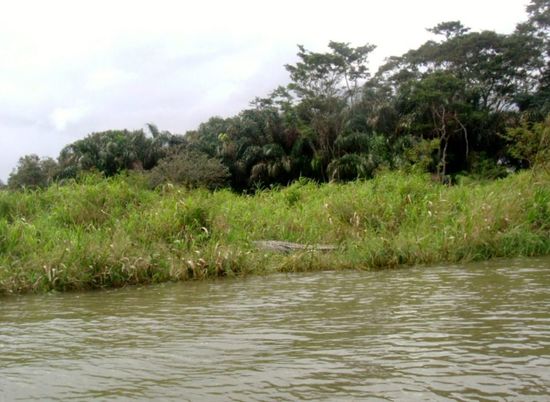 Echtes Krokodil oder Attrappe?