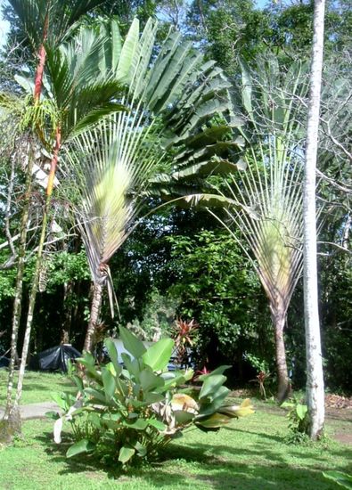Üppige Vegetation im Garten