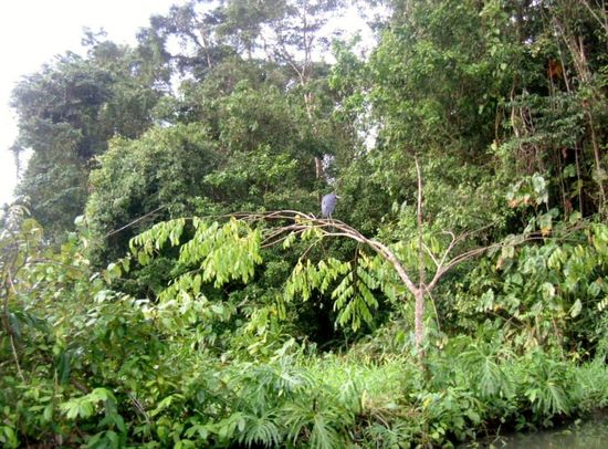 Ein Vogel auf dem Ast