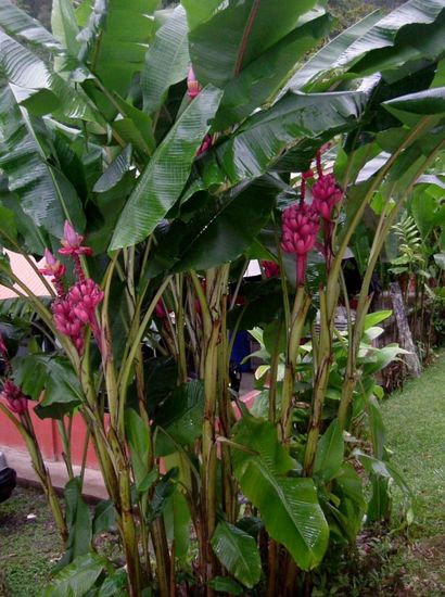 Der Regen lässt die Blätter glänzen