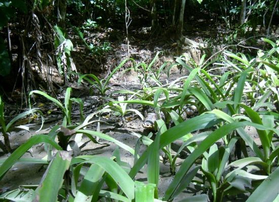 Kaiman - gut versteckt