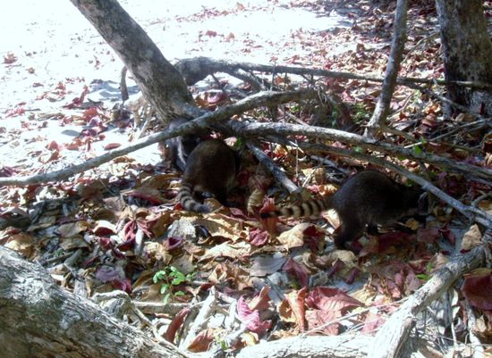Waschbären auf Futtersuche